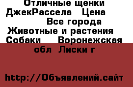 Отличные щенки ДжекРассела › Цена ­ 50 000 - Все города Животные и растения » Собаки   . Воронежская обл.,Лиски г.